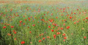 Campingplatz mit Blumenwiese